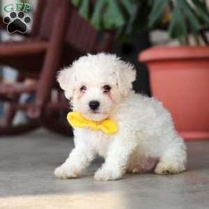 Rocky, Bichon Frise Puppy